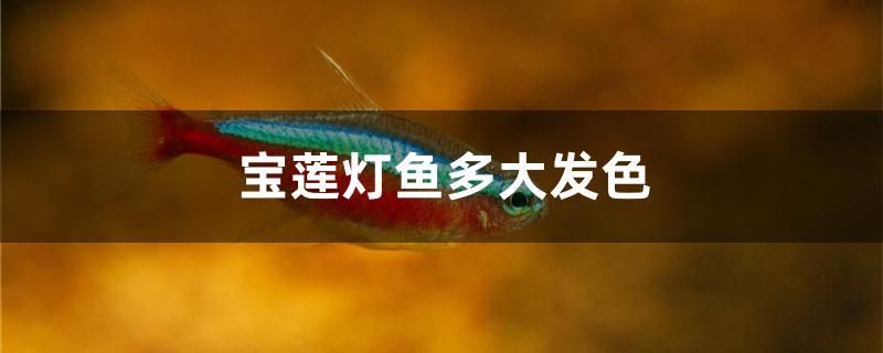 寶蓮燈魚多大發(fā)色