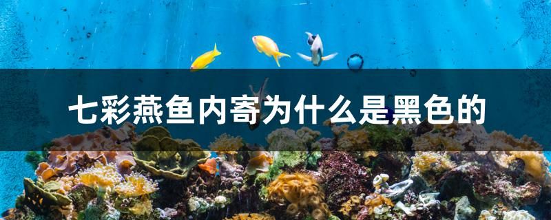 七彩燕魚內(nèi)寄為什么是黑色的 水族用品 第1張