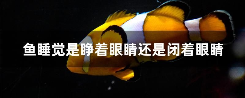 魚睡覺是睜著眼睛還是閉著眼睛