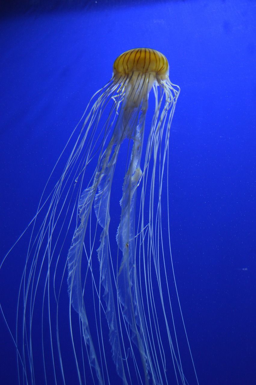 嘉興觀賞魚水族館地址查詢電話 嘉興觀賞魚水族館地址查詢電話號(hào)碼 魚缸/水族箱 第2張