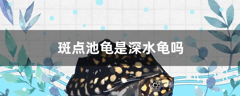 魚缸用什么顏色底沙好看（ 魚缸底砂顏色搭配）