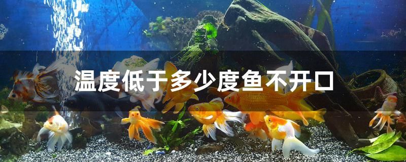 溫度低于多少度魚不開口 吉羅魚批發(fā) 第1張