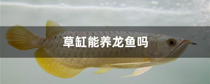 草缸能養(yǎng)龍魚嗎