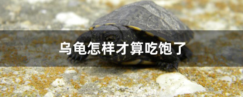 烏龜怎樣才算吃飽了 野彩魚(yú) 第1張