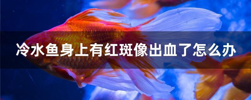 冷水魚身上有紅斑像出血了怎么辦 廣州觀賞魚批發(fā)市場 第1張