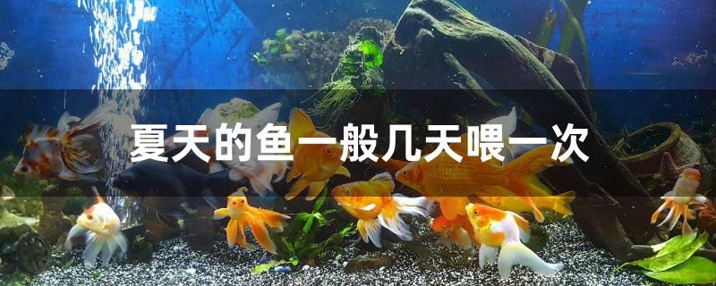 夏天的魚一般幾天喂一次