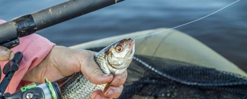 10度天氣釣魚該釣深或淺 觀賞魚批發(fā) 第2張