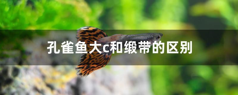 孔雀魚大c和緞帶的區(qū)別