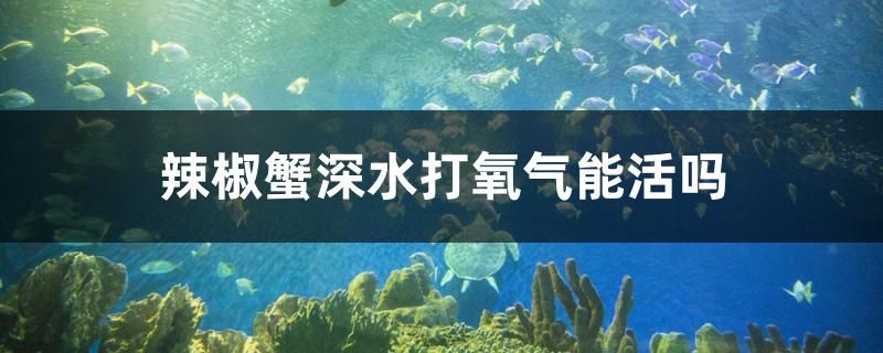 辣椒蟹深水打氧氣能活嗎 紅化白子銀龍 第1張