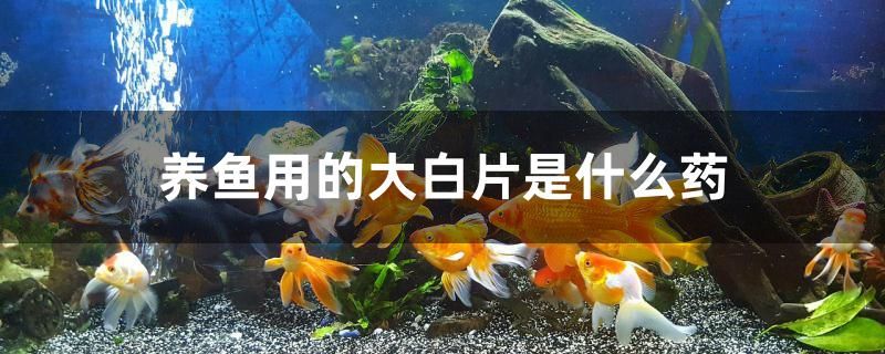 養(yǎng)魚用的大白片是什么藥 白子銀版魚 第1張