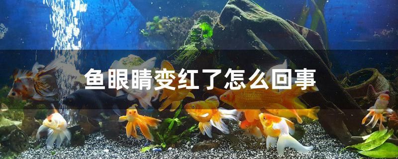 黃龍魚(yú)圖片大全大圖 黃龍魚(yú)圖片大全大圖簡(jiǎn)筆畫(huà) 成吉思汗鯊（球鯊）魚(yú) 第1張