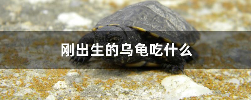 剛出生的烏龜吃什么 紅龍魚(yú)魚(yú)糧飼料 第1張