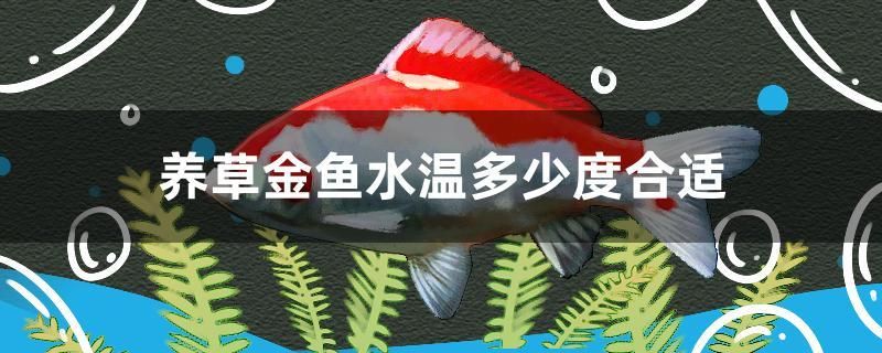 養(yǎng)草金魚水溫多少度合適