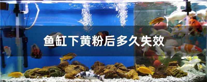 魚缸下黃粉后多久失效