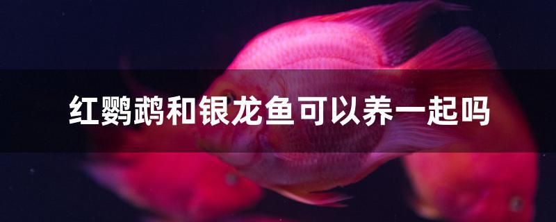 紅鸚鵡和銀龍魚可以養(yǎng)一起嗎 斑馬狗頭魚 第1張