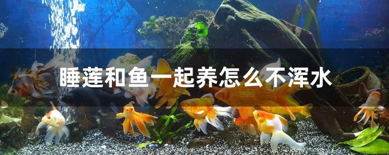 睡蓮和魚一起養(yǎng)怎么不渾水