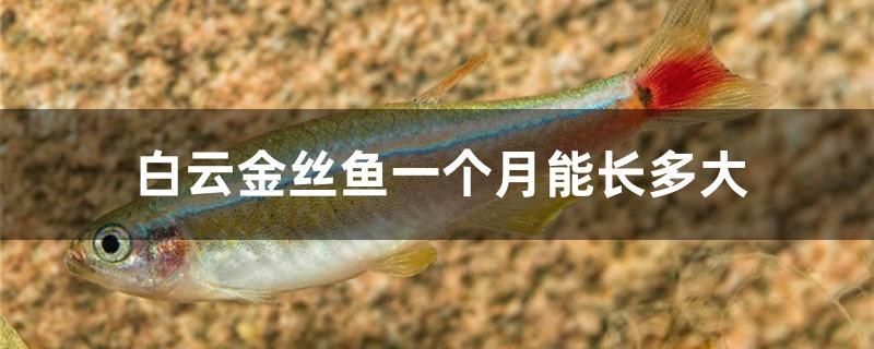 白云金絲魚一個月能長多大