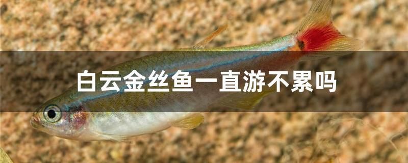 白云金絲魚一直游不累嗎 祥龍水族醫(yī)院 第1張