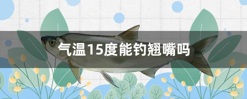 氣溫15度能釣翹嘴嗎 月光鴨嘴魚(yú)苗 第1張