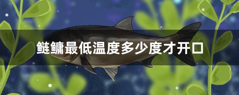 鰱鳙最低溫度多少度才開口 肺魚 第1張