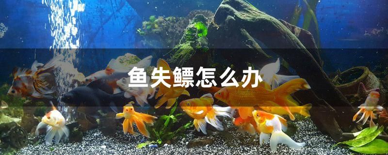 魚失鰾怎么辦