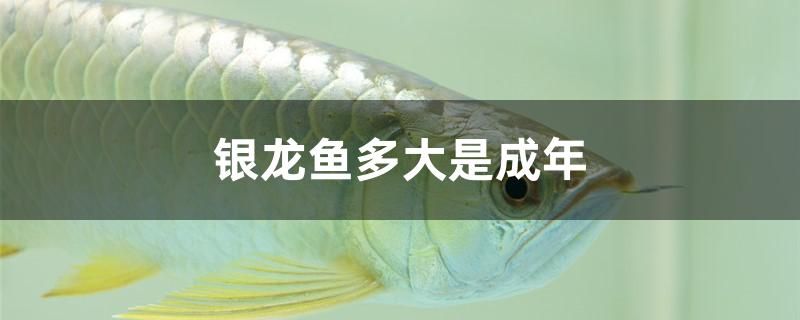 銀龍魚多大是成年 戰(zhàn)車紅龍魚 第1張