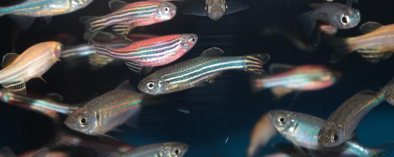 魚(yú)要在什么情況下才會(huì)生小魚(yú) 南美異型魚(yú) 第2張