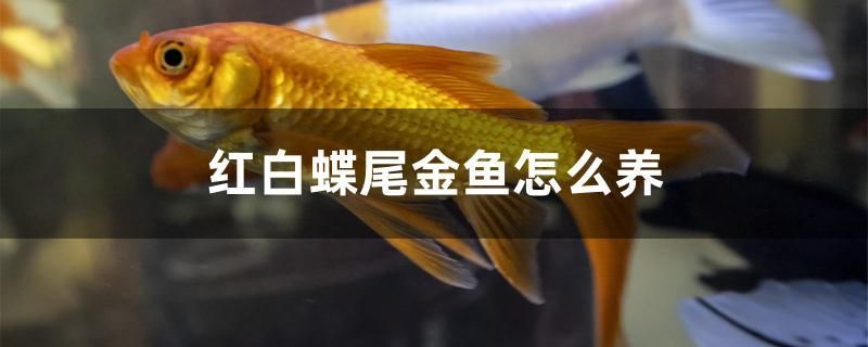 紅白蝶尾金魚怎么養(yǎng) 斑馬鴨嘴魚苗 第1張