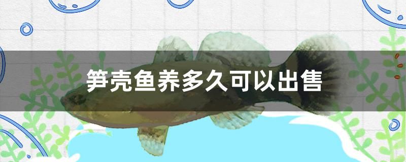 筍殼魚養(yǎng)多久可以出售 虎斑恐龍魚 第1張