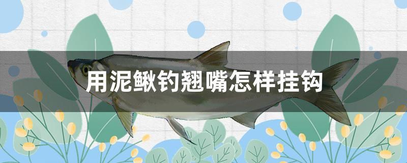 用泥鰍釣翹嘴怎樣掛鉤