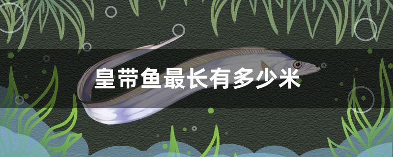 皇帶魚最長有多少米 慈雕魚 第1張