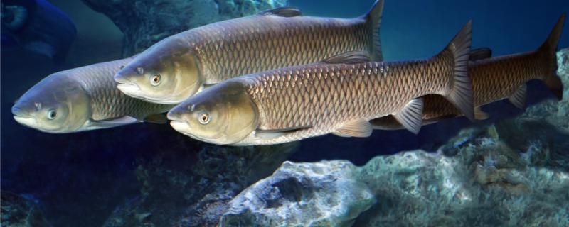 草魚喜歡吃什么味型的餌料用什么餌料釣效果好 丹頂錦鯉魚 第1張