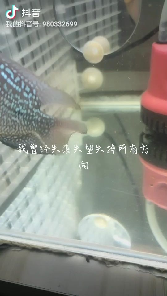 黃金河虎 觀賞魚論壇