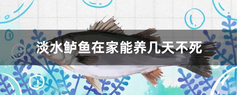 淡水鱸魚(yú)在家能養(yǎng)幾天不死