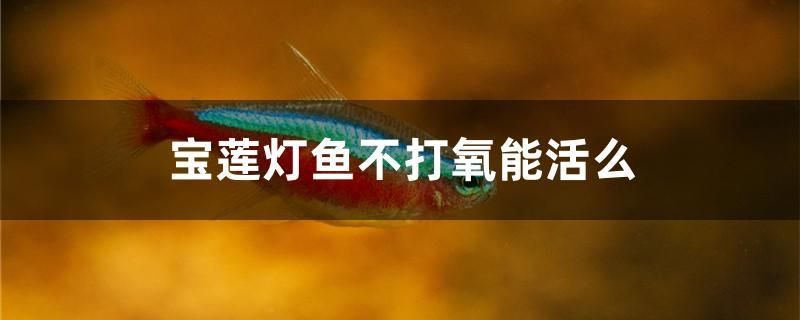 寶蓮燈魚不打氧能活么