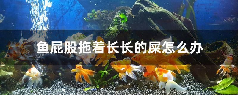 魚屁股拖著長長的屎怎么辦