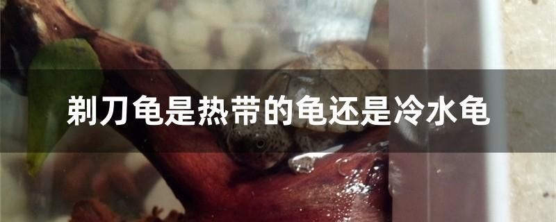 剃刀龜是熱帶的龜還是冷水龜 紅尾平克魚 第1張