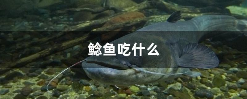 鯰魚吃什么食物 噴點菠蘿魚 第1張