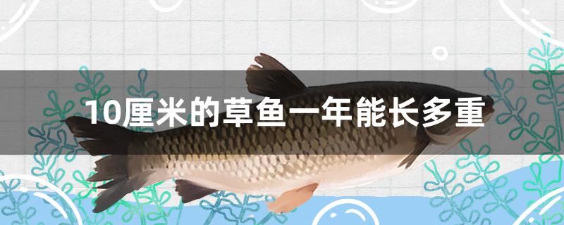 10厘米的草魚一年能長多重 充氧泵 第1張