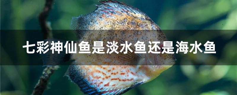 七彩神仙魚是淡水魚還是海水魚 三色錦鯉魚 第1張