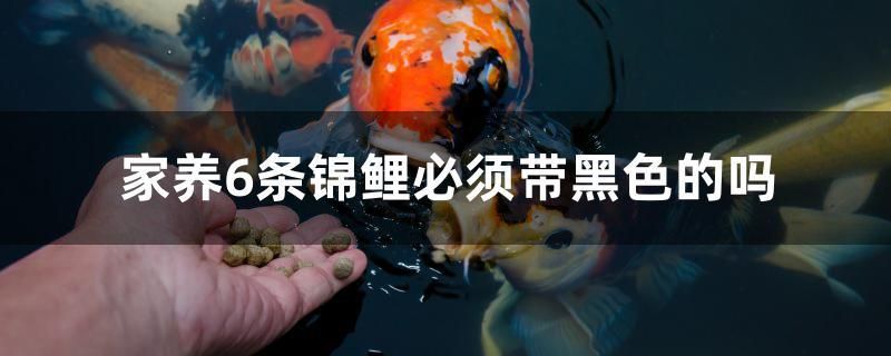 家養(yǎng)6條錦鯉必須帶黑色的嗎 圖騰金龍魚 第1張