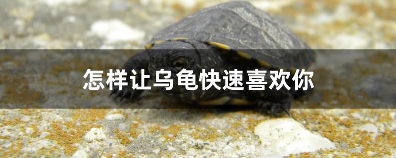 怎樣讓烏龜快速喜歡你 野生地圖魚(yú) 第1張