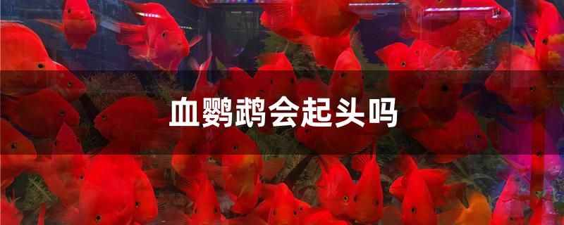 血鸚鵡會(huì)起頭嗎 夢(mèng)幻雷龍魚 第1張