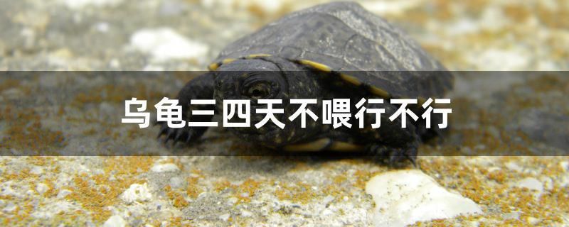 烏龜三四天不喂行不行