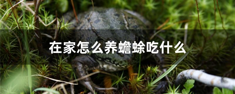 在家怎么養(yǎng)蟾蜍吃什么 綠皮皇冠豹魚 第1張