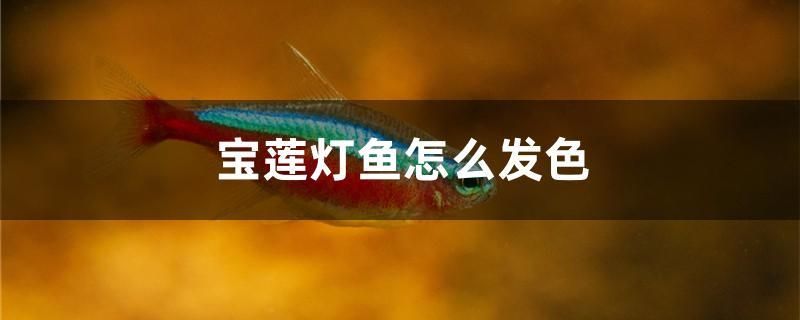 寶蓮燈魚怎么發(fā)色 福滿鉆魚 第1張