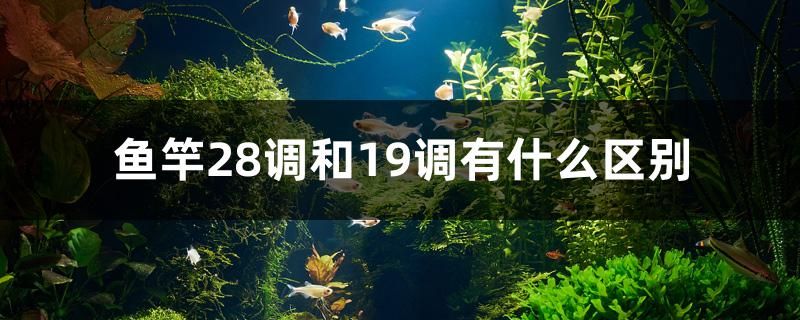 魚竿28調(diào)和19調(diào)有什么區(qū)別