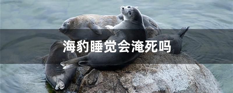 海豹睡覺會淹死嗎 水族品牌 第1張