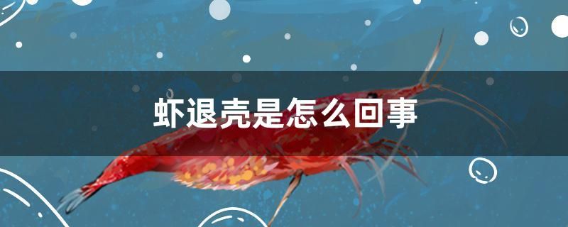 蝦退殼是怎么回事 夢幻雷龍魚 第1張