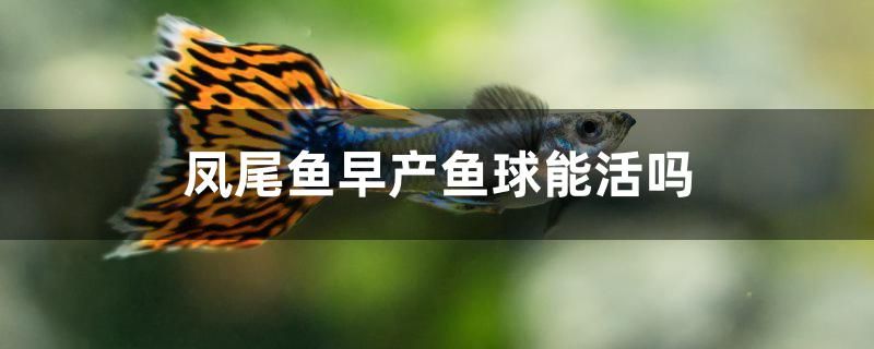 鳳尾魚早產(chǎn)魚球能活嗎